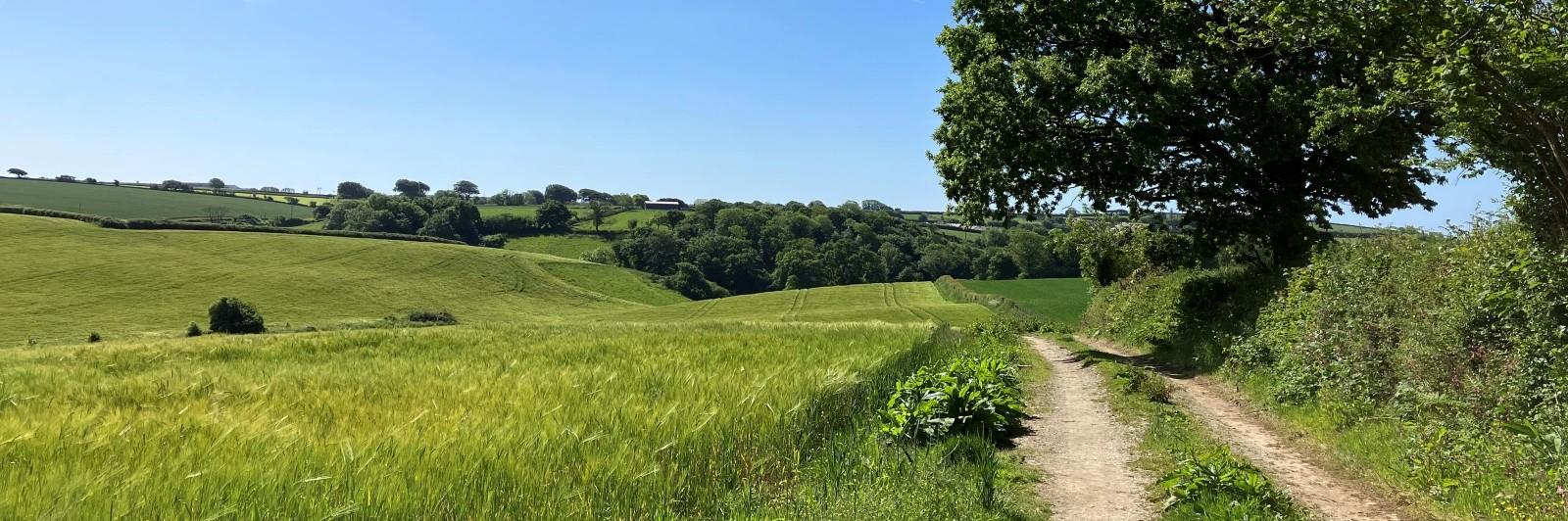 track between alongside ripening barley looking towards green hills and trees
