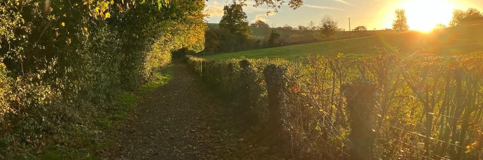 sunset across pasture field and path between fence and wood