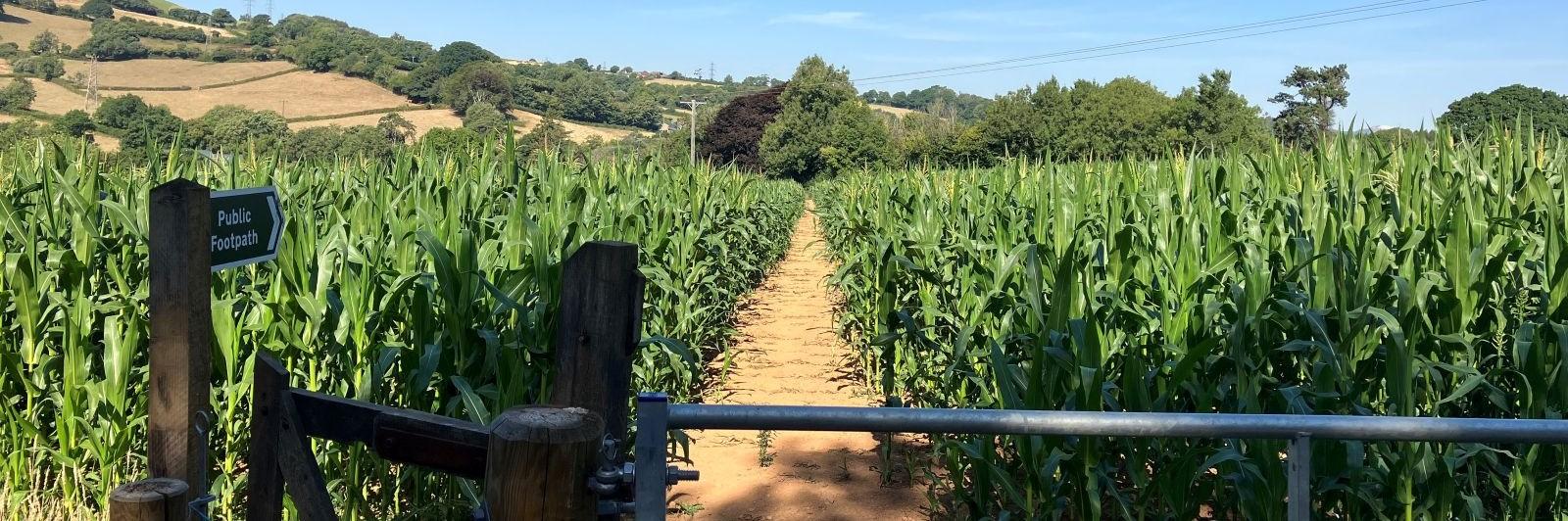 footpath through mature maize on sunny day